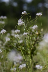 Warea cuneifolia
