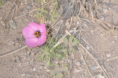 Modiolastrum gilliesii