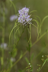 Warea cuneifolia