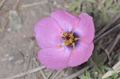 Modiolastrum gilliesii