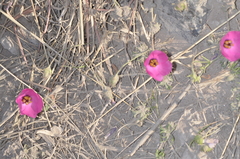 Modiolastrum gilliesii