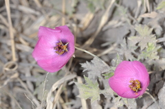 Modiolastrum gilliesii