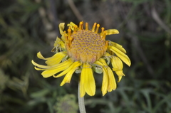 Gaillardia megapotamica