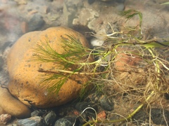 Ranunculus kauffmannii