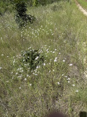 Warea cuneifolia