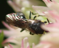 Hylaeus modestus