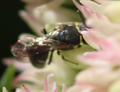 Hylaeus modestus