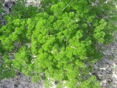 Annesorhiza macrocarpa