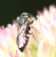 Hylaeus modestus