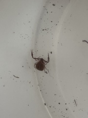 Pseudogarypus bicornis