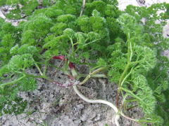 Annesorhiza macrocarpa