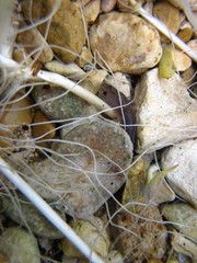 Eurycea chisholmensis