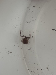 Pseudogarypus bicornis