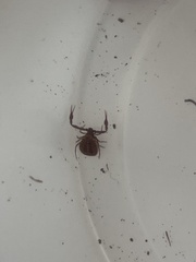 Pseudogarypus bicornis