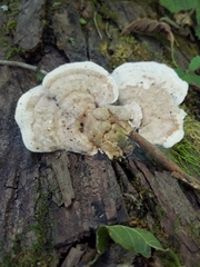 Fungi