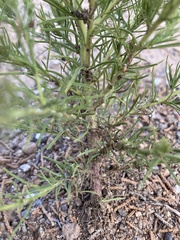 Cordylanthus wrightii