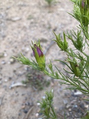 Cordylanthus wrightii