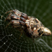 Araña Alienadora de Desechos de Dos Espinas - Photo (c) Thomas Shahan, algunos derechos reservados (CC BY-NC), subido por Thomas Shahan