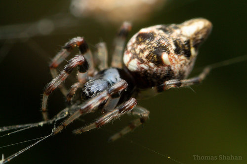 Humped Trashline Orbweaver