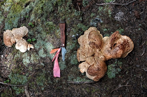 Albatrellopsis confluens