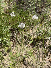 Warea cuneifolia