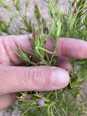 Cordylanthus wrightii