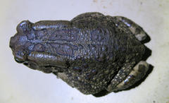 Sclerophrys garmani