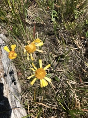 Helenium brevifolium