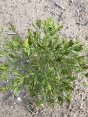 Cordylanthus wrightii