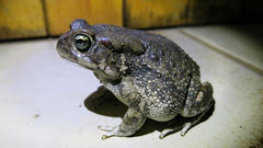 Sclerophrys garmani