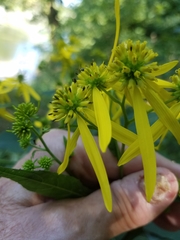 Verbesina alternifolia