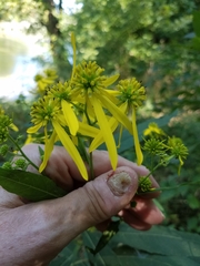 Verbesina alternifolia