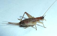 Mogoplistidae