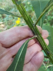 Verbesina alternifolia