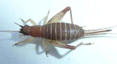 Mogoplistidae