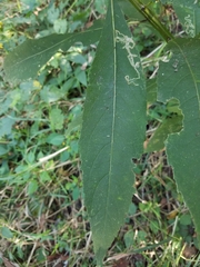 Verbesina alternifolia