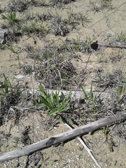 Rudbeckia missouriensis