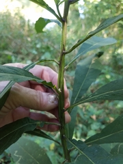 Verbesina alternifolia