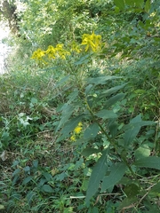 Verbesina alternifolia