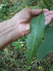 Verbesina alternifolia