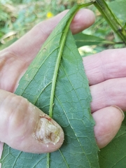 Verbesina alternifolia