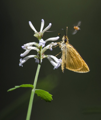 Argopteron