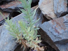 Linaria nivea
