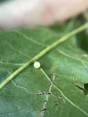 Zopheroteras hubbardi