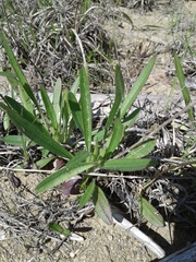 Rudbeckia missouriensis