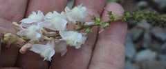 Linaria nivea
