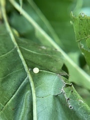 Zopheroteras hubbardi