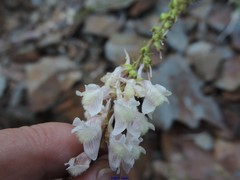Linaria nivea