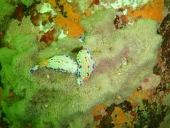 Hypselodoris capensis
