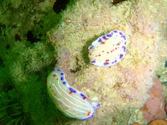 Hypselodoris capensis
